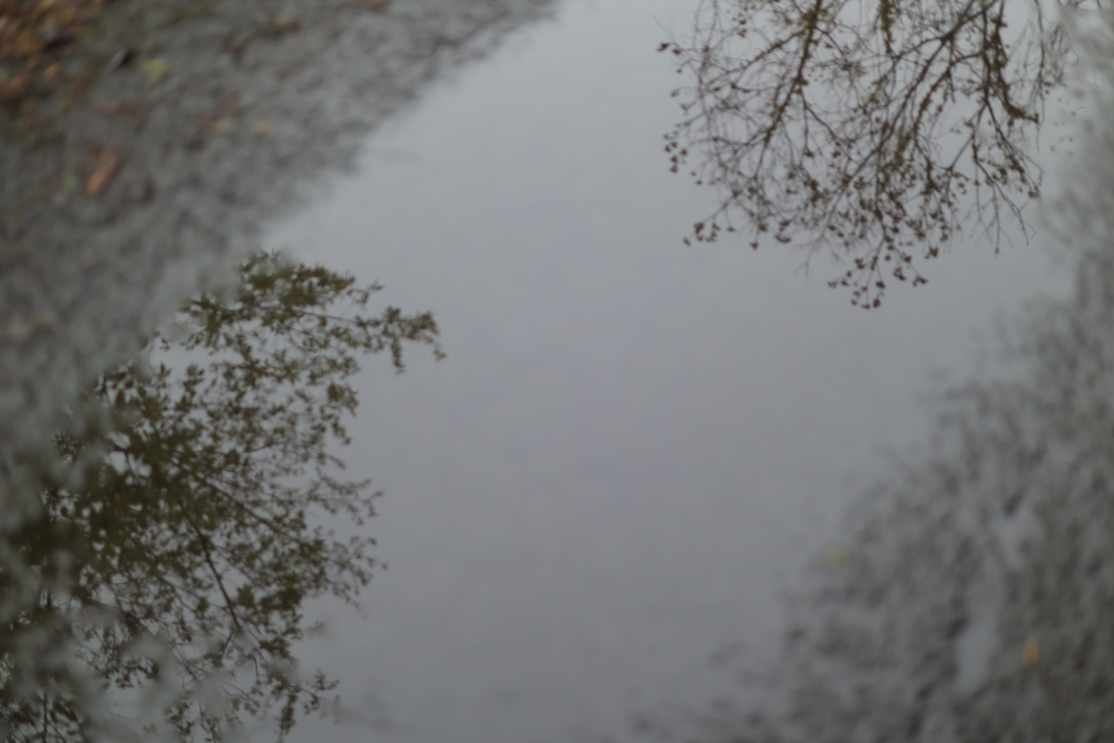 雨上がりの水たまりに映る、灰色の空と木々の枝