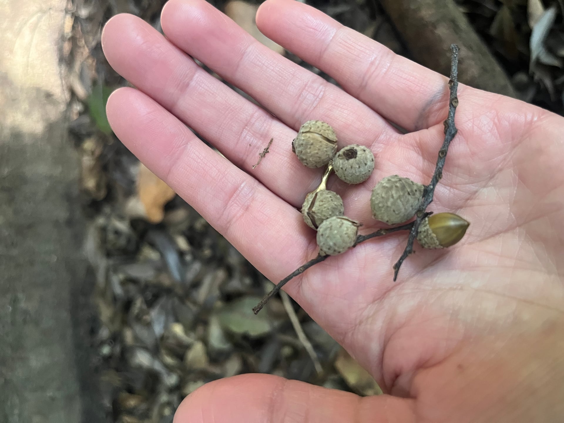 タカサゴジイの実